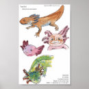 Sök efter axolotl konst Salamander