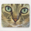 Sök efter gul katt fotografi Gulligt
