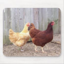 Sök efter pullets Hönor