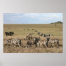 Sök efter zebra posters Savannah