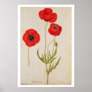 Sök efter papaver posters Blommor