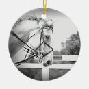 Sök efter warmblood Equine