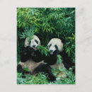 Sök efter keren su Panda