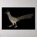 Sök efter roadrunner Natur