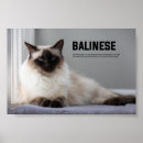 Sök efter balinese Katt
