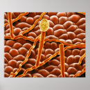 Sök efter verkställer posters Biologi