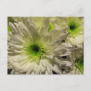 Sök efter chrysanthemum vykort Natur