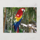 Sök efter macaws kort Avklipp