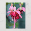 Sök efter fuchsia vykort Färg