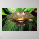 Sök efter frog posters Amphibian