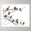Sök efter cederträwaxwing Fotografi