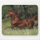 Sök efter hingst musmattor Foto