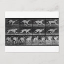 Sök efter muybridge Fotografi