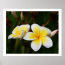 Sök efter hawaiibo posters Blommor