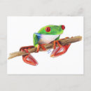 Sök efter treefrogs Djur