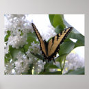 Sök efter tigerswallowtail Blomma