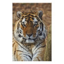 Sök efter panthera Panthera tigris
