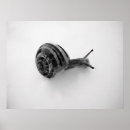 Sök efter ränder fotografi Djur