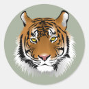 Sök efter tigeransikte Tigrar