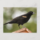 Sök efter winged vykort Fotografi