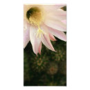 Sök efter rosa kaktusblomma Rosor