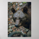 Sök efter beary posters För alla