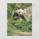 Sök efter panda som äter bambu Vilda djur