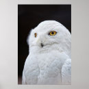 Sök efter uggla posters Fjädrar