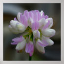 Sök efter nära blomma Botanisk