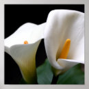 Sök efter cal posters Cala lily