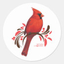 Sök efter male kardinal röd fågel