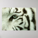Sök efter white tiger posters Vilt