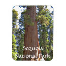 Sök efter sequoianationalpark Sequoiaträd