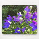 Sök efter campanula Blå