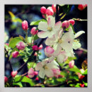 Sök efter äpple fotografi Botanisk