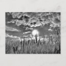 Sök efter svart anka vykort Människor (allmänt)