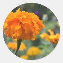 Sök efter photography klistermärken Blomma