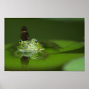 Sök efter groda posters Fjäril