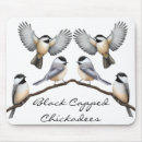 Sök efter capped chickadee Chickadees
