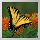 Sök efter tigerswallowtail Blommor
