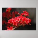 Sök efter azalea posters Blommor