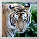 Sök efter lejon tiger konst Panter