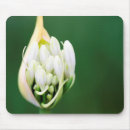 Sök efter liljar musmattor Blomma