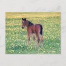 Sök efter colt vykort Ranch