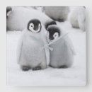 Sök efter kejsare Penguiner