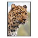 Sök efter cheetah posters Stor katt