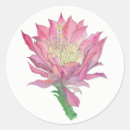 Sök efter rosa kaktusblomma För alla