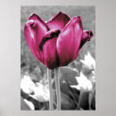 Sök efter fuschia posters Svart