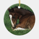 Sök efter warmblood Att ljuga besegrar