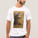 Sök efter capybara Pantanal